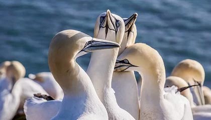 kaiyun app-赢第36次梅罗决 C罗在诺坎普进球数是梅西两倍！