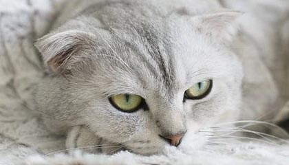 开云体育保障-洛杉矶紧急发布封城令 斯台普斯重新开门遥遥无期